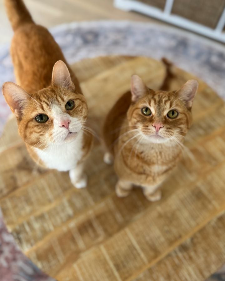 Tiger and Garfield, two orange tabby cats, looking up at the camera.