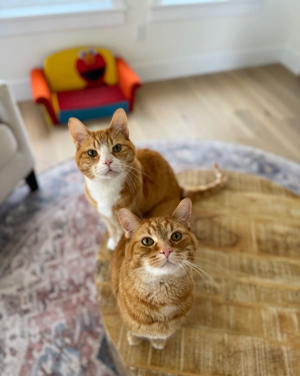 Two orange tabby cats on a wooden stool and a patterned rug, both looking up at the camera.