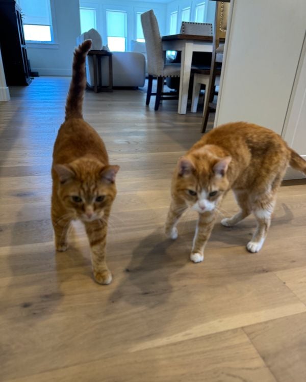 Two orange tabby cats walking side by side across a wooden floor towards the camera.
