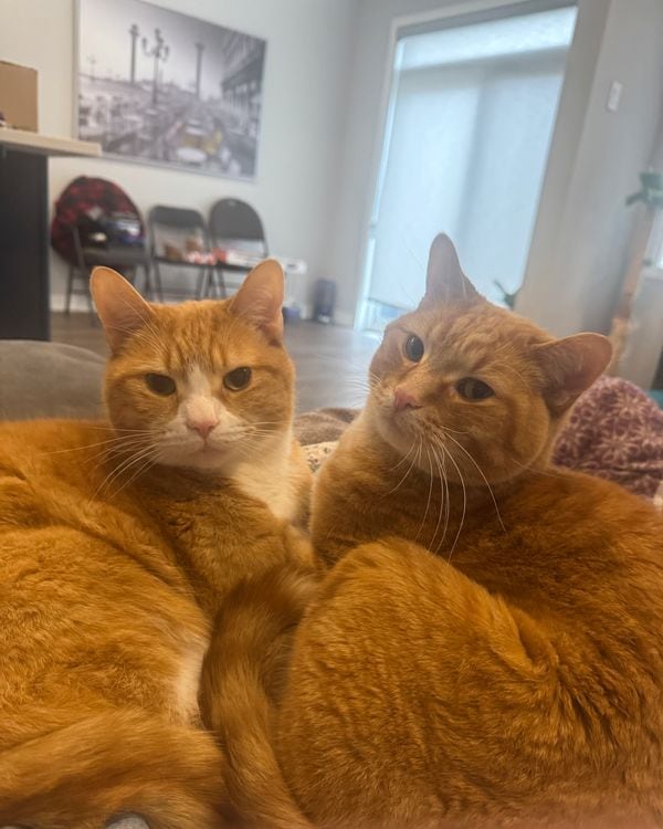 Two orange tabby cats lying pressed together on a sofa, both facing the camera.