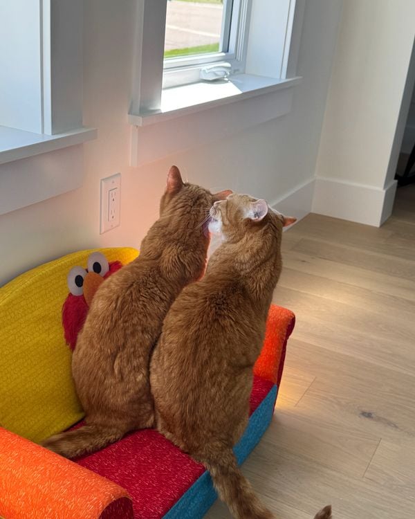 Two orange tabby cats sitting on a small child's armchair, one grooming the other's head.