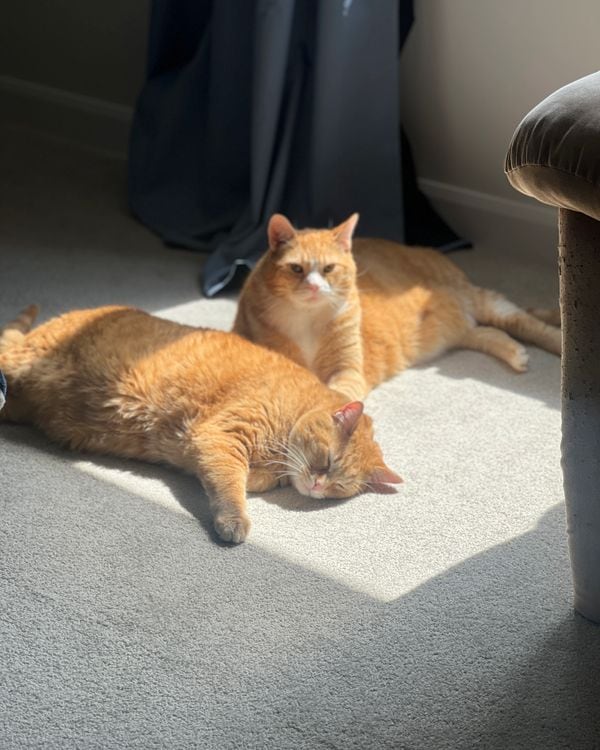 Two orange tabby cats stretched out in a patch of sunlight on a pale carpet.