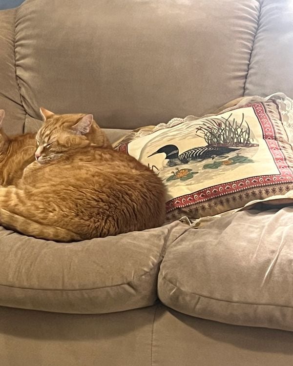 Two orange tabby cats asleep together on a sofa beside an embroidered cushion.