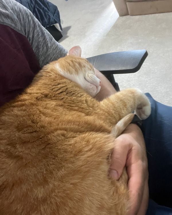An orange tabby cat held against a person's chest, eyes closed.