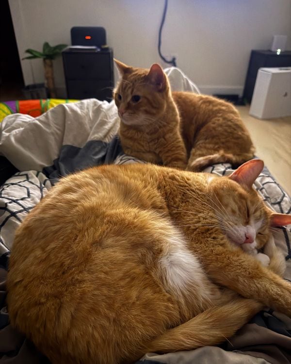 Two orange tabby cats curled up on a bed, one asleep and one watching.