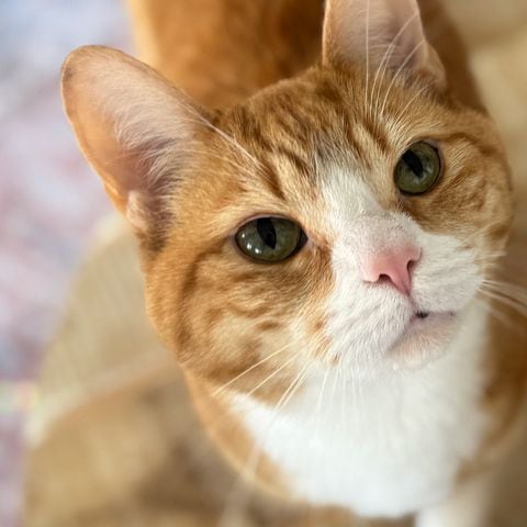 Garfield, an orange tabby with a white chest, white muzzle and pink nose, looking up past the camera.