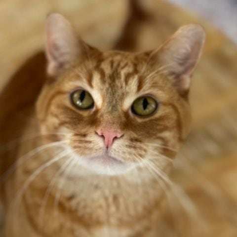 Tiger, a solid ginger tabby with no white markings, staring directly into the camera.